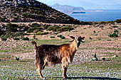Goat breeding on deserted hills of East Crete covered in thyme, heather and sage.